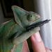 foto de LolKas Lolmiando