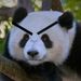 foto de panda-bravo 266