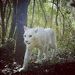 Lucky_ Gato