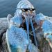 foto de Lagosta azul