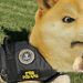 foto de Doge FBI
