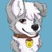 Scott Border Colie