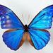 foto de Butterfly 04