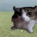 foto de Gato chill