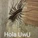 foto de jowlolow
