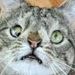 foto de gato games