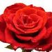 Perfume da Rosa