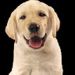 foto de CACHORRO GIL