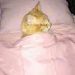 foto de xvz4