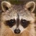 foto de RingedRaccoon40