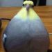 foto de fercirox Florencio