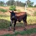 foto de Kauê Gregório
