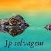 jp selvagem