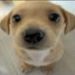 foto de Butter92 Shy