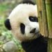 Lipe Panda Vegan