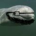 foto de Beluga Gameplays