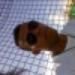 Messias Manoel