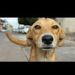 foto de cachorro Caramelo
