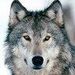 Fagner Wolf slayerwolf@gmail.com