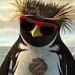Pinguim Cowboy