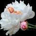 foto de Roseangela Barbosa