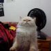 foto de Akira Medeiros