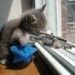 mailson
