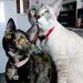 foto de FofusCats Oficial