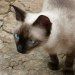 Aline Maria Piccin
