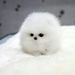 Fluf Joga