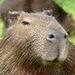 foto de capivara gaucha