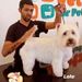 Lucas Brandao Groomer