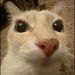 foto de Dottie