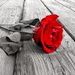 Medal Of Roses