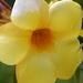 Allamanda Cathartica