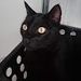 Julyane Miau