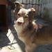 Pachy Quince Perros
