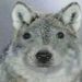 Lobo