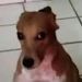 foto de Arrozconqueso Boxer