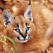 Caracal Caracal