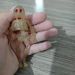 foto de Bolinha Nao