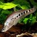 foto de aquarista mirim