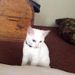 minni