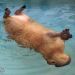 Capivara Antenada
