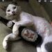 foto de gato pinga