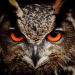 The Messenger Owl