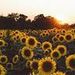 Sunflower Translations
