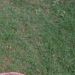 fede T Z