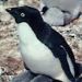 foto de SR.Pinguim