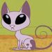 Sr Gato